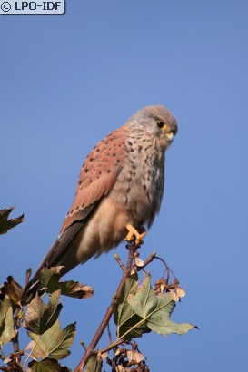 Faucon crécerelle