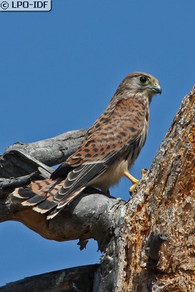 Faucon crécerelle