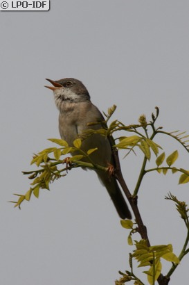 Fauvette grisette