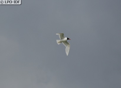 Mouette mélanocéphale