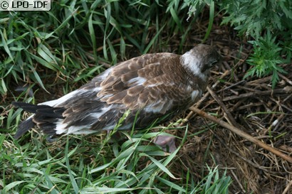 Mouette rieuse