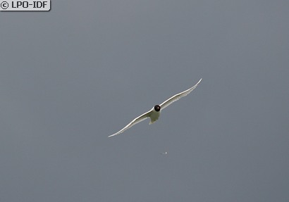Mouette mélanocéphale
