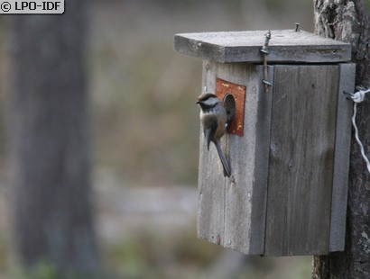 Mésange lapone