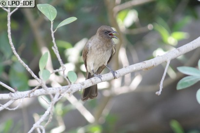 Bulbul des jardins
