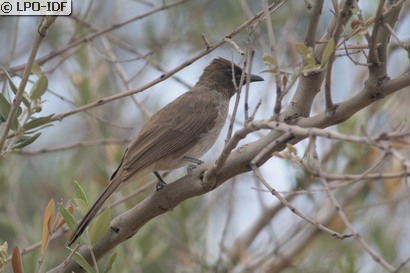 Bulbul des jardins