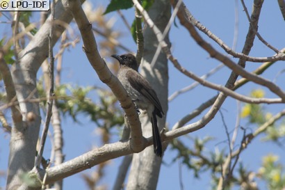 Bulbul des jardins