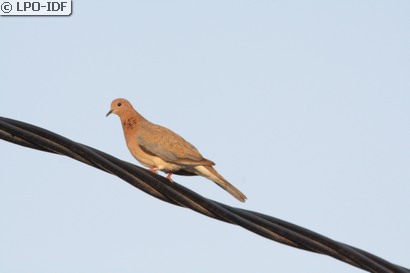 Tourterelle maillée