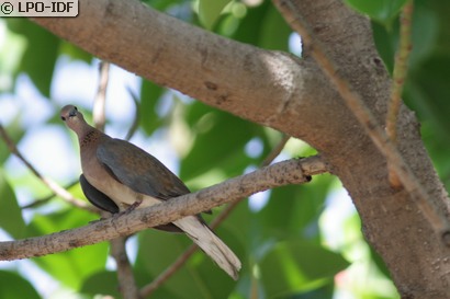 Tourterelle maillée