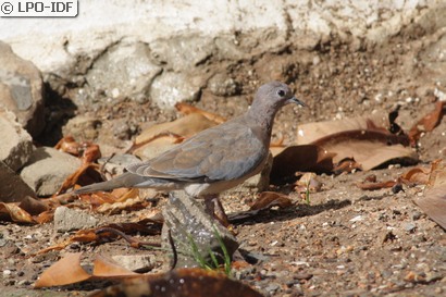 Tourterelle maillée