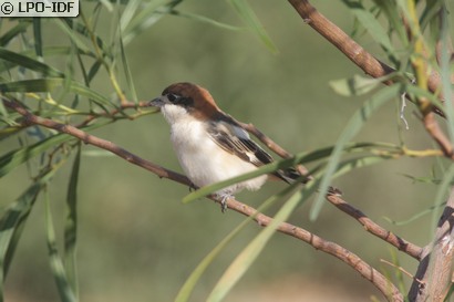 Pie-grièche à tête rousse