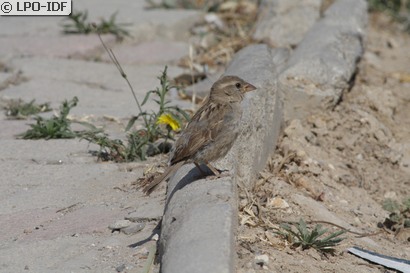 Moineau espagnol