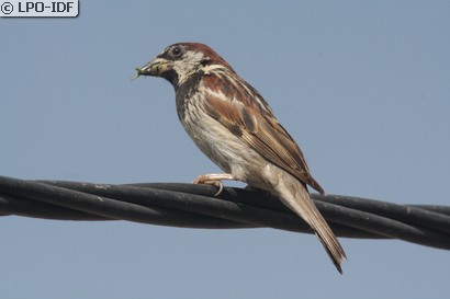 Moineau espagnol