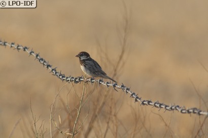 Moineau espagnol