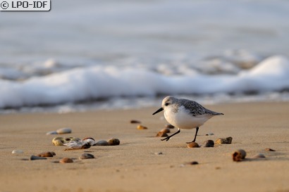 Bécasseau sanderling