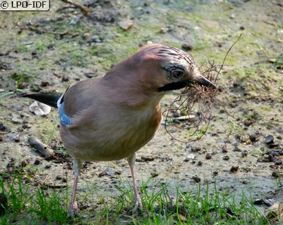 Geai des chênes