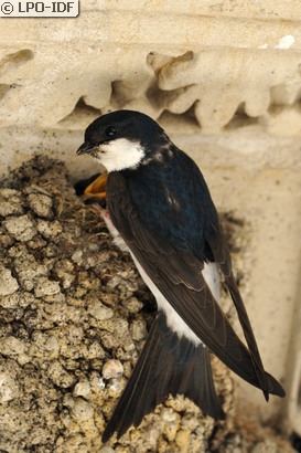 Hirondelle de fenêtre