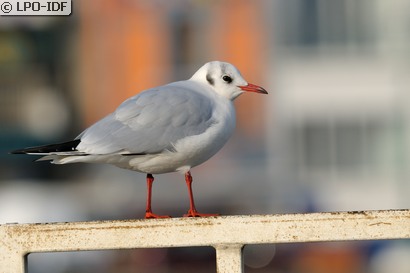 Mouette rieuse