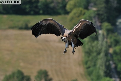 Vautour fauve