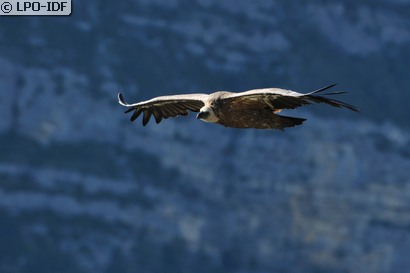 Vautour fauve
