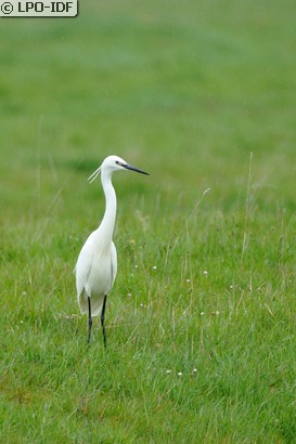 Aigrette garzette