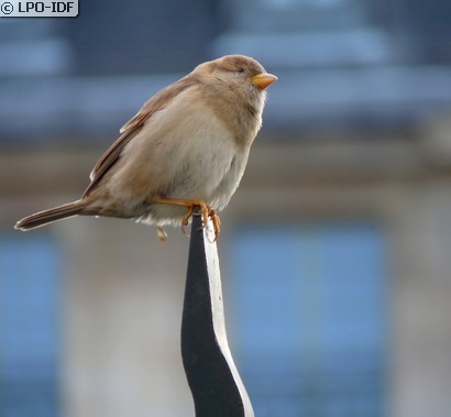 Moineau domestique