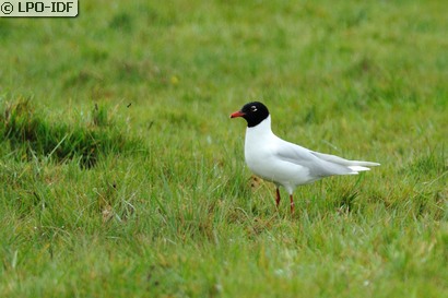 Mouette mélanocéphale