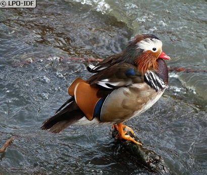 Canard mandarin