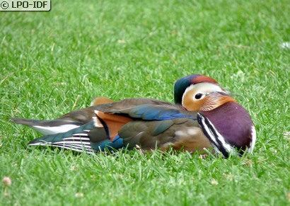 Canard mandarin