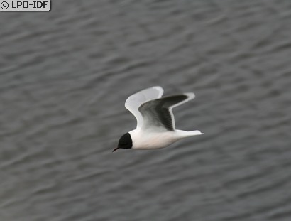 Mouette pygmée