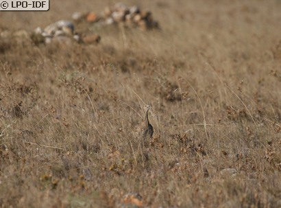 Outarde canepetière