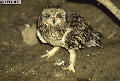 Hibou des marais