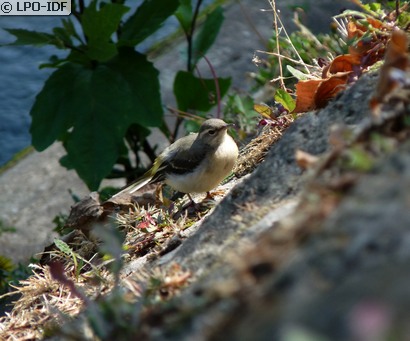 Bergeronnette des ruisseaux