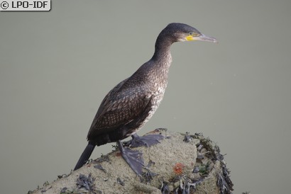 Grand Cormoran