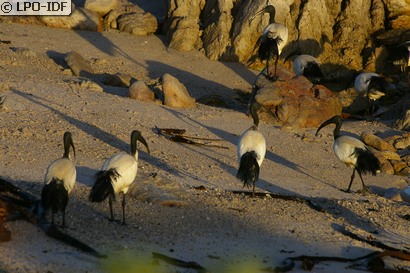Ibis sacré