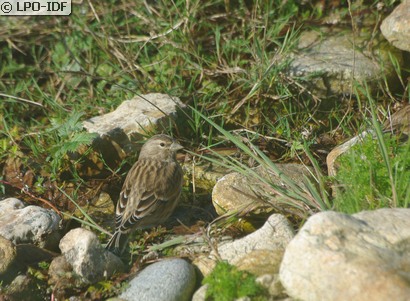 Linotte mélodieuse