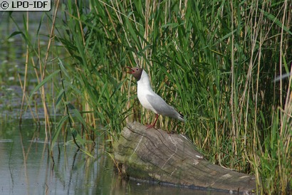 Mouette rieuse
