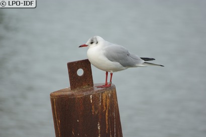 Mouette rieuse