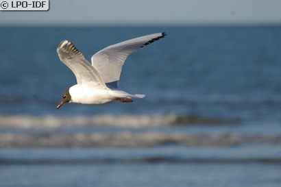 Mouette rieuse