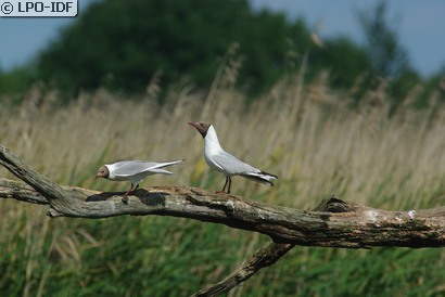 Mouette rieuse