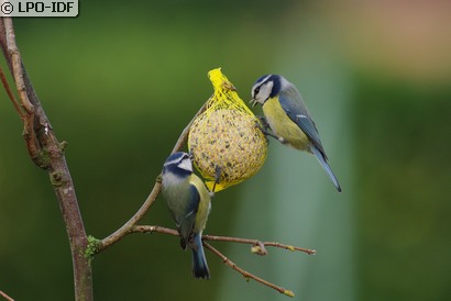 Mésange bleue