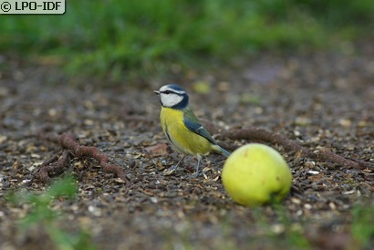 Mésange bleue