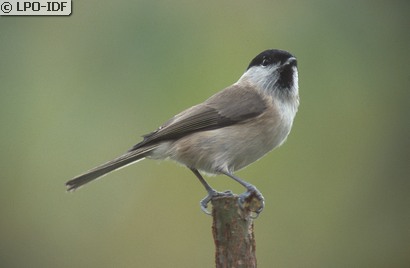 Mésange nonnette