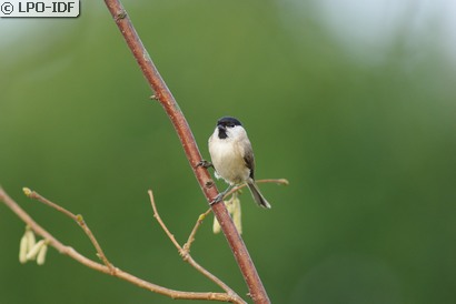 Mésange nonnette