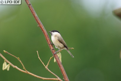 Mésange nonnette