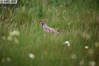 Perdrix rouge