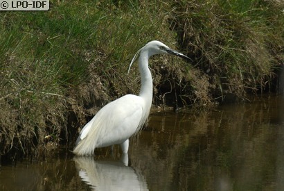 Aigrette garzette