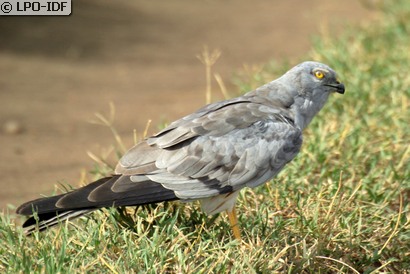 Busard cendré