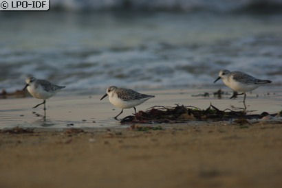 Bécasseau sanderling