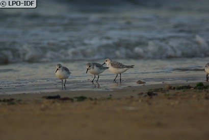 Bécasseau sanderling