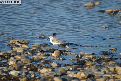 Bécasseau sanderling